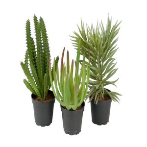 Cactus, Cactées, Succulentes plantes artificielles X3 en pot H 13-17 cm