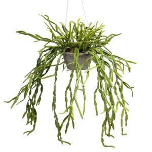 Faux cactus gui à suspendre, L 55 cm