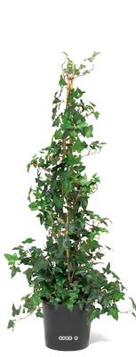 Lierre grimpant artificiel sur tuteur en pot H 110 cm, D 23 cm