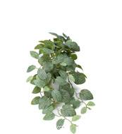 Faux Fittonia au feuillage retombant en pot, L 50 cm