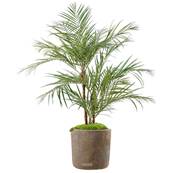 Areca Artificiel Palmier en pot H 170 cm 3 troncs naturels