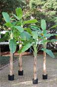 Bananier Artificiel Palmier en pot H 300 cm