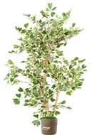 Ficus Triangularis factice en pot  troncs bois superbe H 120 cm D 90 cm