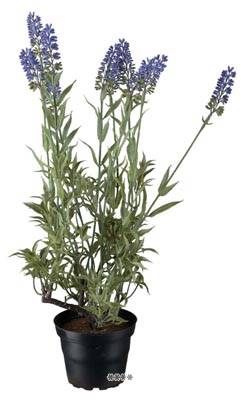 Plante Fleurie Lavande Artificielle en pot H 37 cm