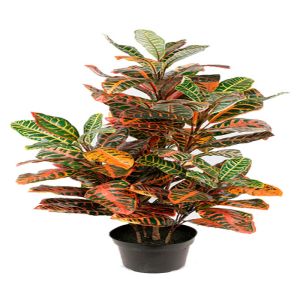 Faux Croton plante verte H 100 cm D 65 cm tres dense en pot
