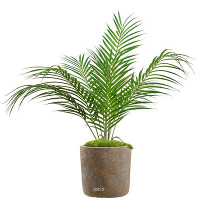 Palmier Areca artificiel, grandes palmes, en pot H 55 cm, D 48 cm