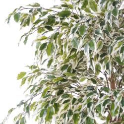 Ficus Benjamina Artificiel Arbre en pot troncs naturelsl H 150 cm Blanc-vert