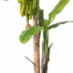 Bananier Artificiel Palmier en pot H 180 cm 2 troncs avec bananes