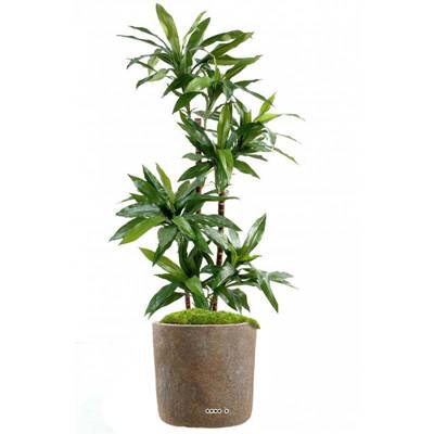 Faux Dracaena à 3 troncs naturels en pot  H 95 cm Vert