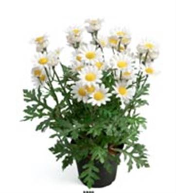 Fleurs Marguerites Artificielles en pot H 30 cm
