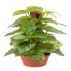 Scindapsus artificiel sur pied en pot, H 45 cm, D 18 cm