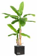 Bananier Artificiel Palmier en pot H 180 cm 2 troncs