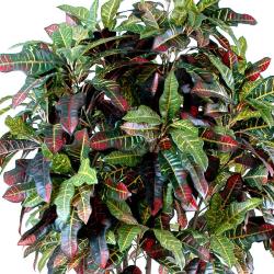Croton Artificiel Arbre en pot Troncs Bois H 110 cm Vert-rouge