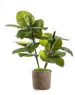 Syngonium artificiel en pot 2 troncs 19 grandes feuilles H 120 cm