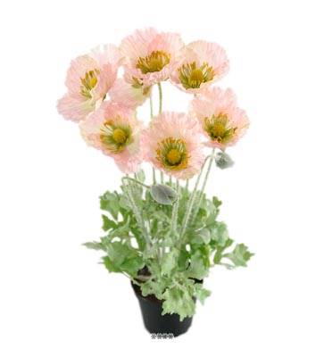 Fleurs Pavot Artificiel Vert-Rose en pot H 45 cm