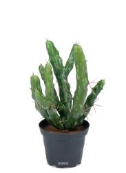 Cactée Cactus Cierge Artificiel en pot H 22 cm