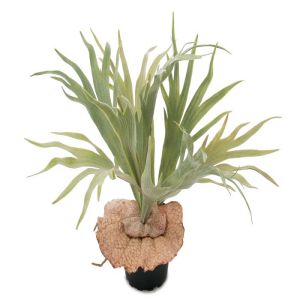 Plante corne de cerf artificielle en pot, H 30 cm D 40 cm