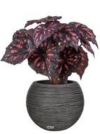 Plante vert, Bégonia Rex artificiel en pot, H 30 cm et D 25 cm Pourpre-rose