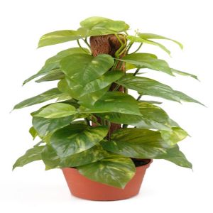 Scindapsus artificiel sur pied en pot, H 45 cm, D 18 cm
