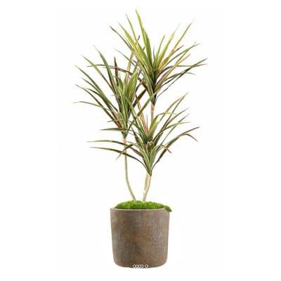 Faux Dracaena en pot H 140 cm Vert-rose