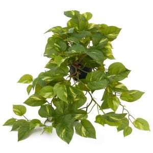 Faux pothos au feuillage retombant en pot, L 55 cm