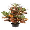 Faux Croton plante verte H 100 cm D 65 cm tres dense en pot