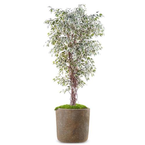 Ficus Benjamina Artificiel Arbre en pot troncs naturelsl H 150 cm Blanc-vert