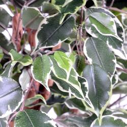 Ficus Exotique Artificiel multitroncs naturels en pot H 180 cm Blanc-vert