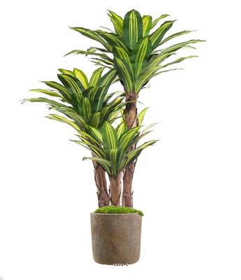 Faux dracaena en pot 3 troncs H 170 cm