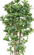 Superbe Clusia variegata arbre factice en pot  H 150 cm