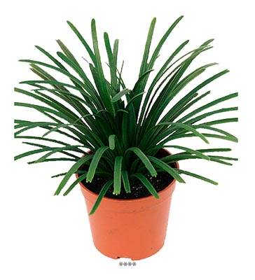 Plante verte, Herbe en pot Artificielle H 18 cm