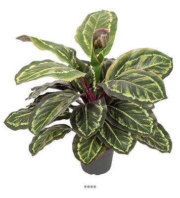 Plante Maranta Artificiel en pot H 45 cm