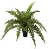 Fausse fougère dryopteris en pot, D 60 cm et H 35 cm