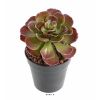 Joli faux Crassula H 22 cm Vert-rouge en piquet