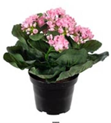 Fleurs Kalanchoe artificiel Rose en pot H 20 cm