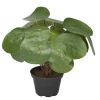 Oreilles d'éléphant plante verte Artificielle en pot H 25 cm D 25 cm Moderne