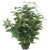 Ficus, figuier pleureur artificiel, H 80 cm D 43 cm