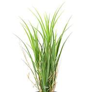 Herbe factice avec effet bois en pot très dense et large H 115 cm Vert