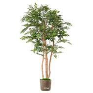 Acacia artificiel eco 4 troncs Naturels en pot H 200 cm Vert