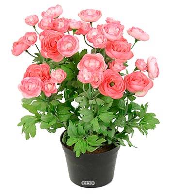 Fleurs Renoncules Artificiels Rose Soutenu en pot H 38 cm