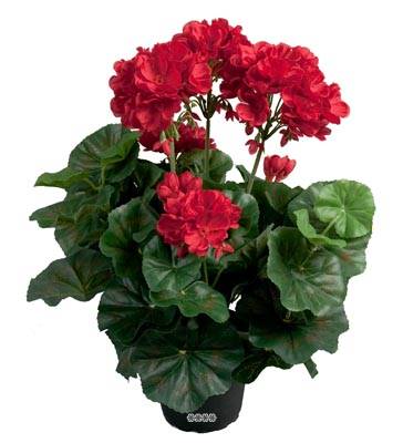 Geranium Artificiels Rouge en pot H 35 cm