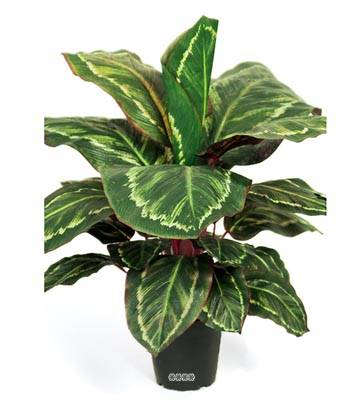 Plante Maranta Artificiel en pot H 55 cm