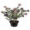 Succulente fleurie en pot en plastique, cactée fleurie Violet H 30 cm D 25 cm
