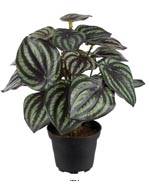 Peperomia artificiel plante Verte factice en pot lesté Qualité Pro H 25 cm D 20 cm Blanc-vert