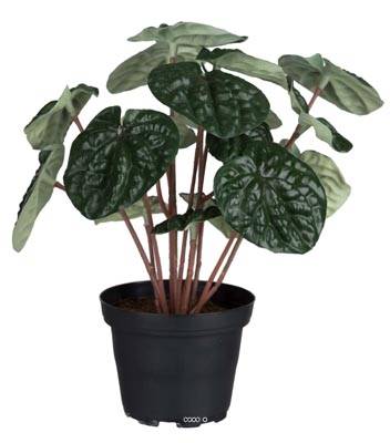 Peperomia plante factice en pot lesté H20cm D20cm dense & qualité Vert