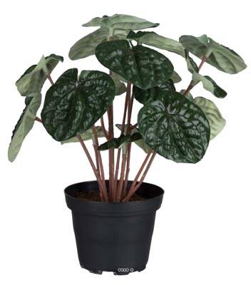 Peperomia factice plante Verte artificielle en pot lesté H 20 cm D 20 cm, Vert