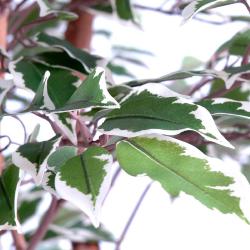 Ficus Natasja Artificiel Arbre en pot multitroncs bois H 180 cm Blanc-vert