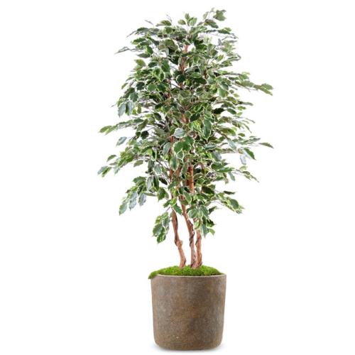 Ficus Exotique Artificiel multitroncs naturels en pot H 180 cm Blanc-vert