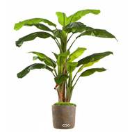 Bananier en pot factice 3 Troncs H 180 cm Vert