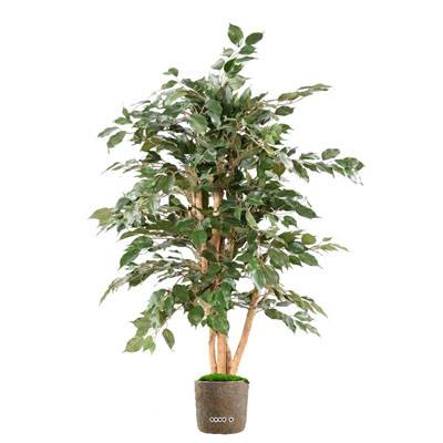 Faux ficus benjamina eco 4 troncs H 150 en pot